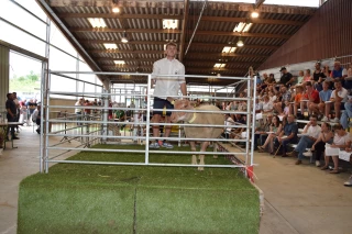 De très bons béliers accessibles à la mise à prix !