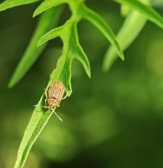 Premiers lâchers d’Ophraella communa, un insecte mangeur d’ambroisie 