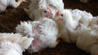 Les importations européennes de viande de volaille en provenance d’Ukraine en repli