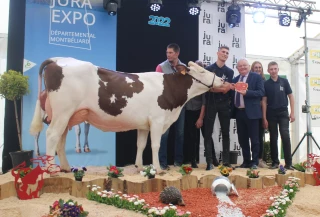 Les plus belles Montbéliardes présentes à JURAEXPO