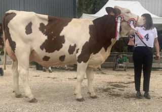 Les Montbéliardes font leur show à Gex