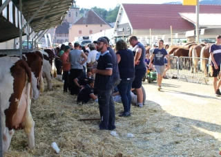 Montbéliardes et Comtois à la fête