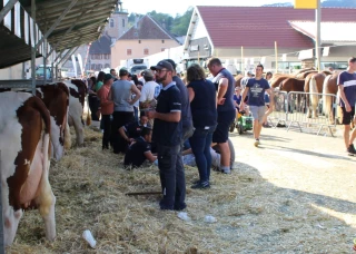 Montbéliardes et Comtois à la fête