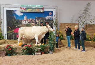 Un beau concours Simmental !