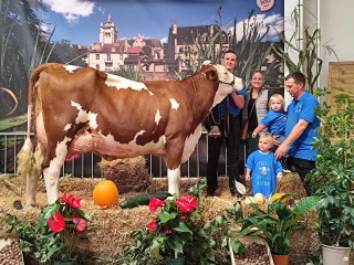 Plus de 150 vaches sous les arches de Dolexpo