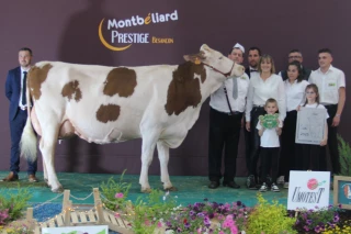 Pamela, championne adulte et vice grande championne