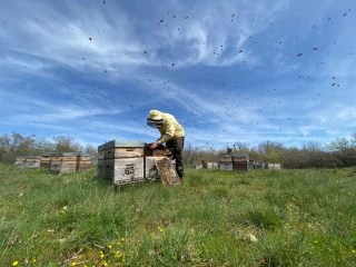 Des ruches jurassiennes à celles d’Amérique du Sud