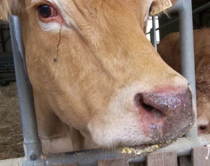 Des données permettent d’estimer l’impact dans les élevages bovins du Jura
