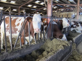 L’IBR bientôt éradiquée