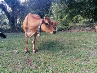« Des yaourts au pays du Comté »