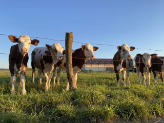 Soelis recherche deux agents de remplacement laitier en CDI