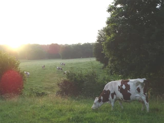 MHE en Suisse : fausse alerte, levée de la zone réglementée 