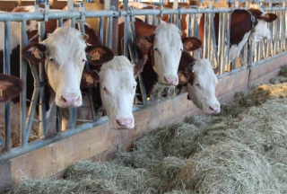 De la quantité mais une qualité médiocre et une appétence à surveiller