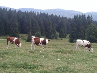 Enjeux et limites du pastoralisme