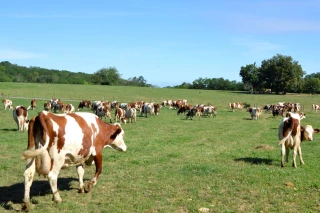 Lutte contre la BVD : le Jura exemplaire
