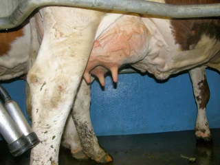 Un bon tarissement, ça rapporte !