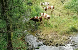 Au pâturage, l'eau est primordiale