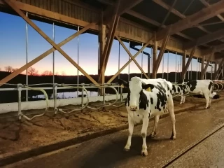 La stabule du bonheur