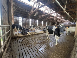 Le confort des logettes : un enjeu pour le bien-être des vaches laitières