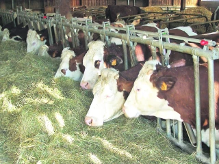 Plan de résilience : des aides à l'alimentation animale