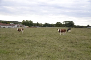 Confort thermique et rations d’été