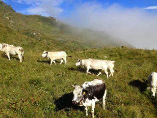 La DNC se propage extrêmement vite dans un troupeau
