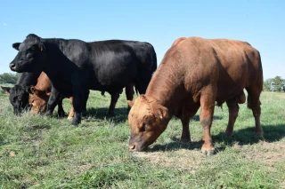 Une nouvelle race est en train de naître !