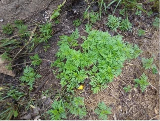 Ambroisie  : mobiliser et informer