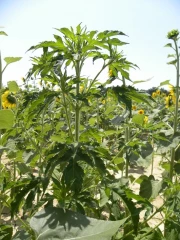 Une menace agricole et sanitaire à surveiller