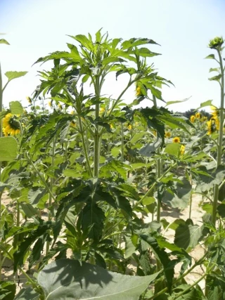 Une menace agricole et sanitaire à surveiller