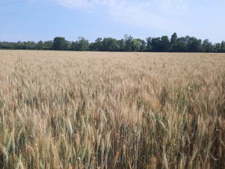 Moisson 2023 : rendement et qualité au rendez-vous