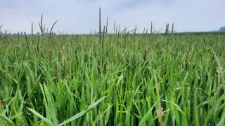 Cultures en avance : comment adapter sa fertilisation ?