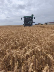 Le bilan de campagne  des céréales d'hiver