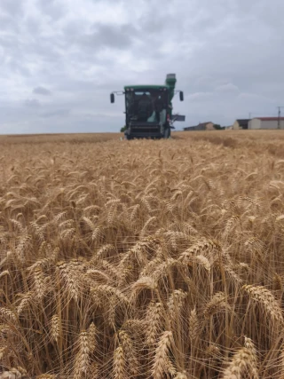 Le bilan de campagne  des céréales d'hiver