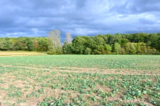 Apport d’azote en végétation à l’automne sur colza, de nouvelles possibilités réglementaires