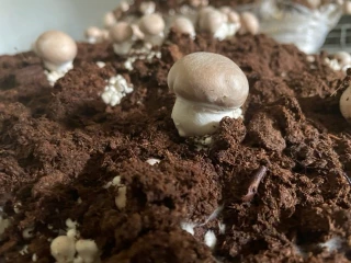 Des champignons de Paris dans le Val d’Amour