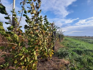 Favoriser la biodiversité fonctionnelle dans les grandes cultures