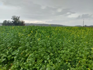 Partenariat chasseurs/agriculteurs : opération intercultures renouvelées !