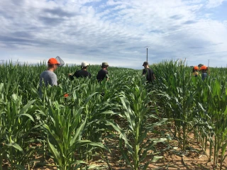 La castration du maïs