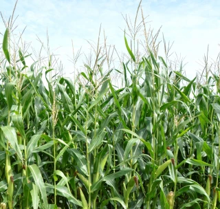 De bonnes récoltes pour les cultures de printemps