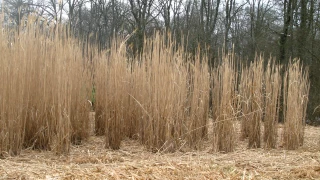 La piste du miscanthus