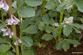 Gestion des maladies lors de la floraison