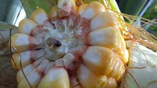 Flash cultures n°26 - Mardi 22 août 2023