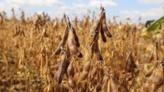 Récolter le soja au bon stade