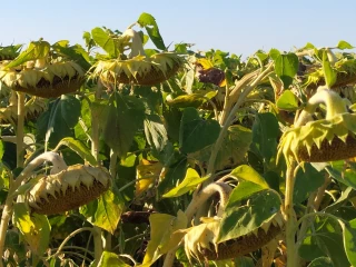 Des récoltes précoces