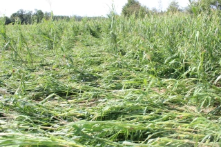 Le secteur de Chaumergy et Chapelle-Voland sous le choc