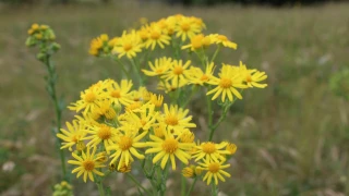 Le Séneçon de Jacob, une plante toxique dans nos prairies