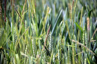 Des vulpins résistants au glyphosate en Haute-Saône