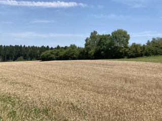 Une moisson à oublier !