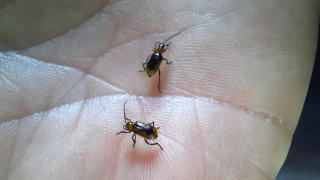 Surveiller la chrysomèle !